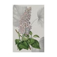 thumbnail image 1 of Trademark Fine Art 'Botanical Arrangement IV' Canvas Art by Vision Studio, 1 of 3