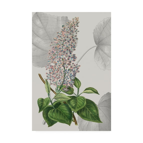 Trademark Fine Art 'Botanical Arrangement IV' Canvas Art by Vision Studio