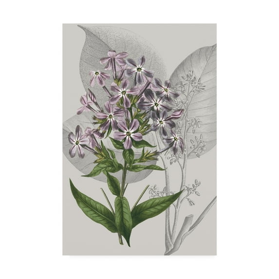 Trademark Fine Art 'Botanical Arrangement VI' Canvas Art by Vision Studio