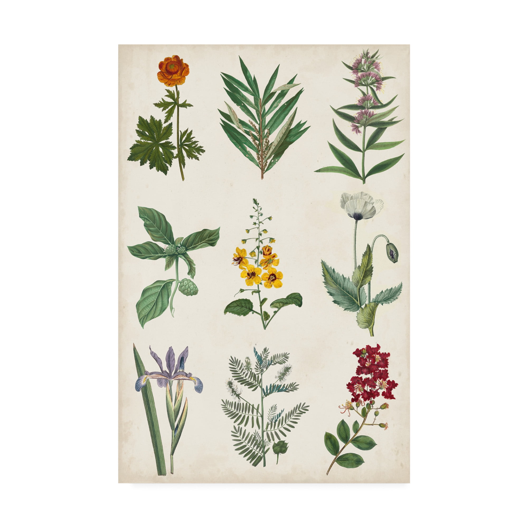 Trademark Fine Art 'Botanical Chart II' Canvas Art by Vision Studio