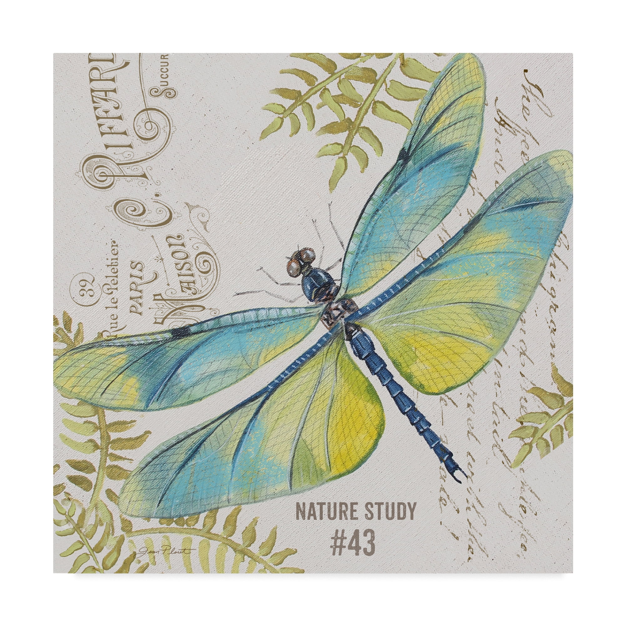 Trademark Fine Art 'Botanical Dragonfly 3' Canvas Art by Jean Plout