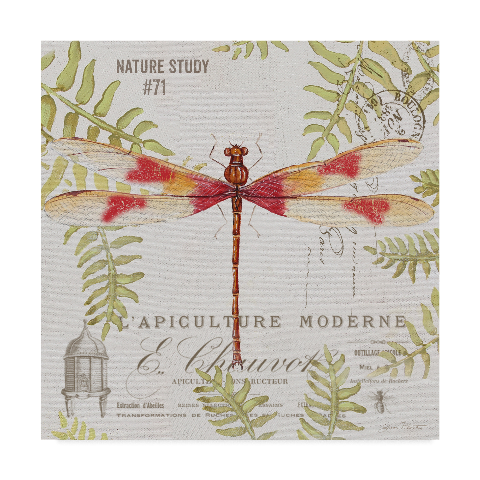 Trademark Fine Art 'Botanical Dragonfly 4' Canvas Art by Jean Plout