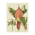 thumbnail image 1 of Trademark Fine Art 'Botanical Fantasy I' Canvas Art by Unknown, 1 of 4