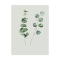 thumbnail image 1 of Trademark Fine Art 'Botanical I' Canvas Art by Incado, 1 of 3
