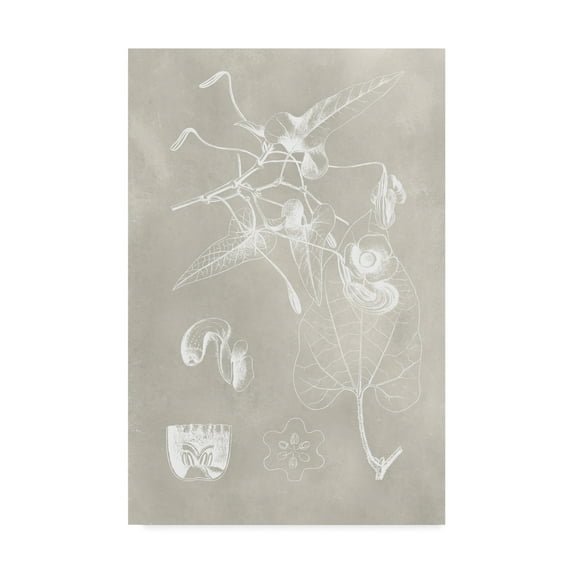 Trademark Fine Art 'Botanical Schematic I' Canvas Art by Vision Studio