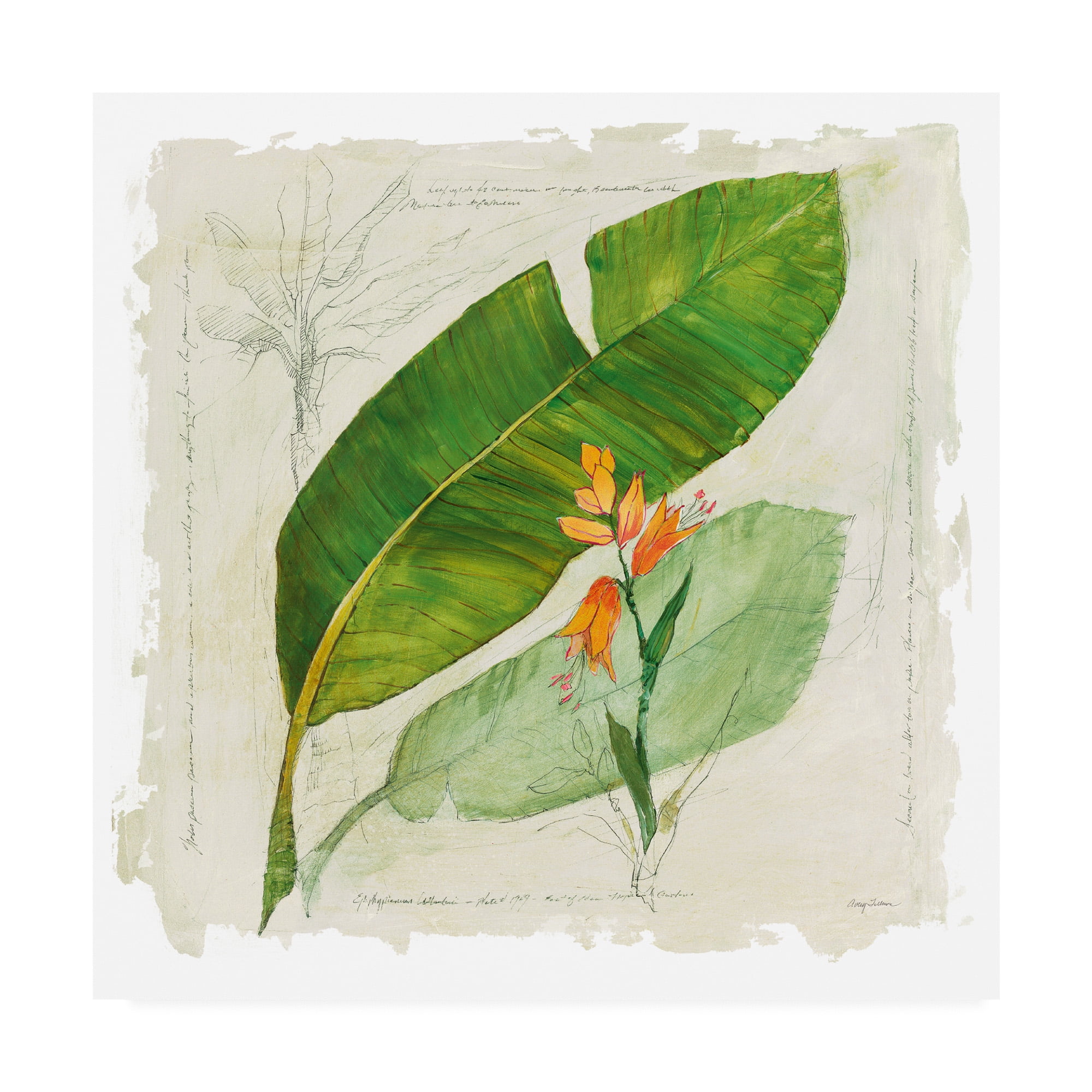 Trademark Fine Art 'Botanical Study I Light' Canvas Art by Avery Tillmon