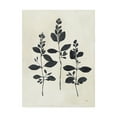 thumbnail image 1 of Trademark Fine Art 'Botanical Study IV' Canvas Art by Julia Purinton, 1 of 3