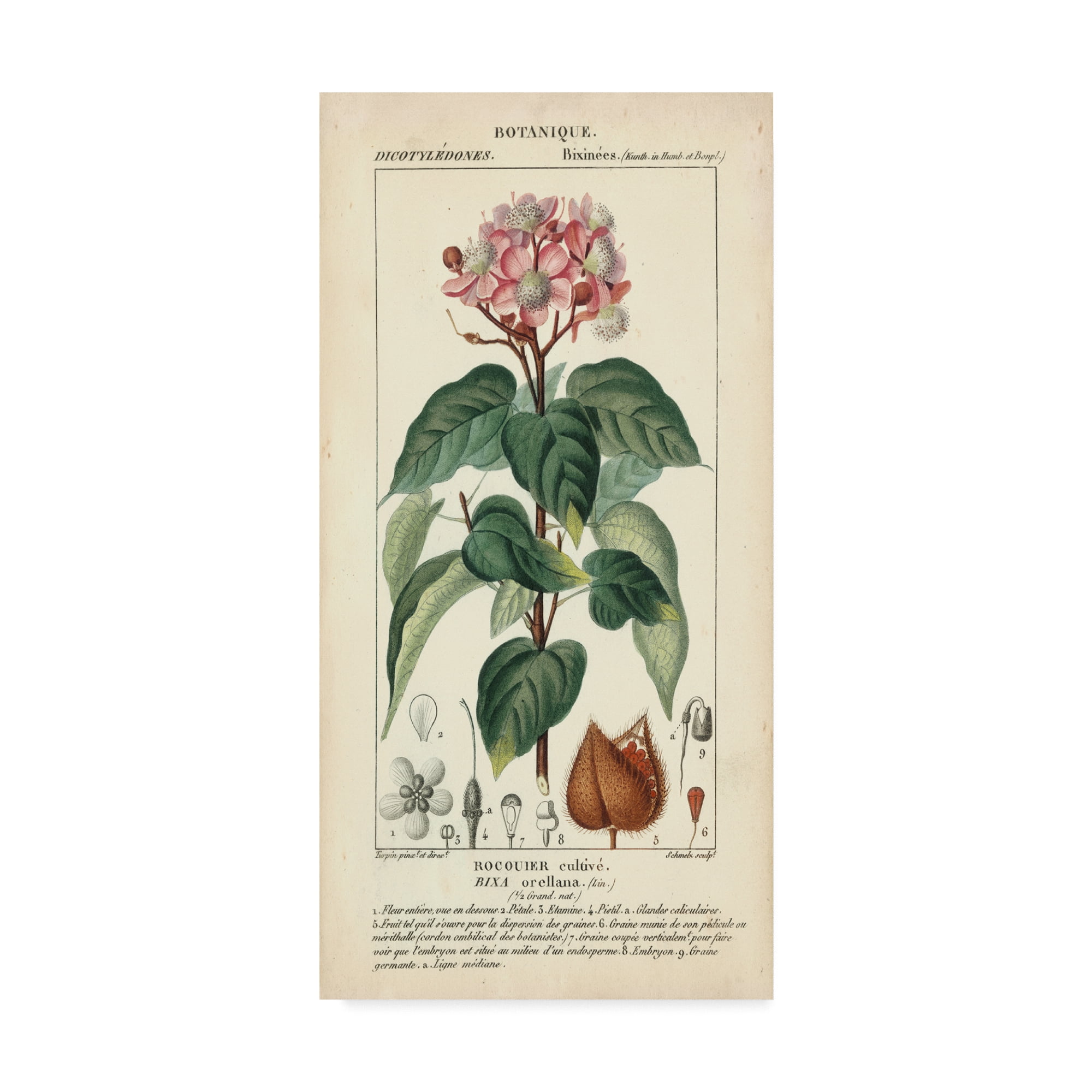 Trademark Fine Art 'Botanique Study in Pink I' Canvas Art by Turpin