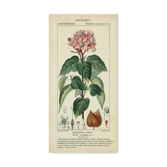 Trademark Fine Art 'Botanique Study in Pink I' Canvas Art by Turpin