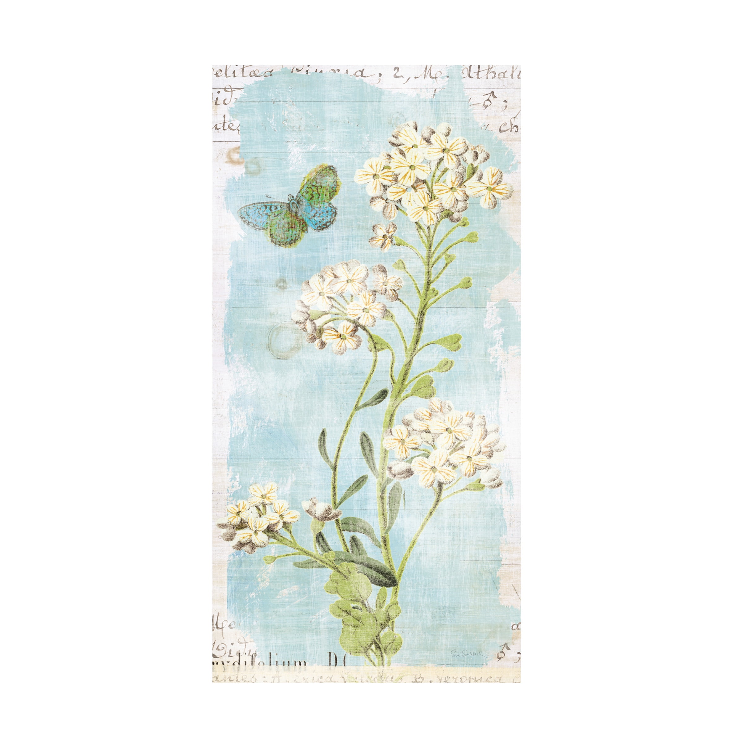 Trademark Fine Art 'Botany Blue III' Canvas Art by Sue Schlabach