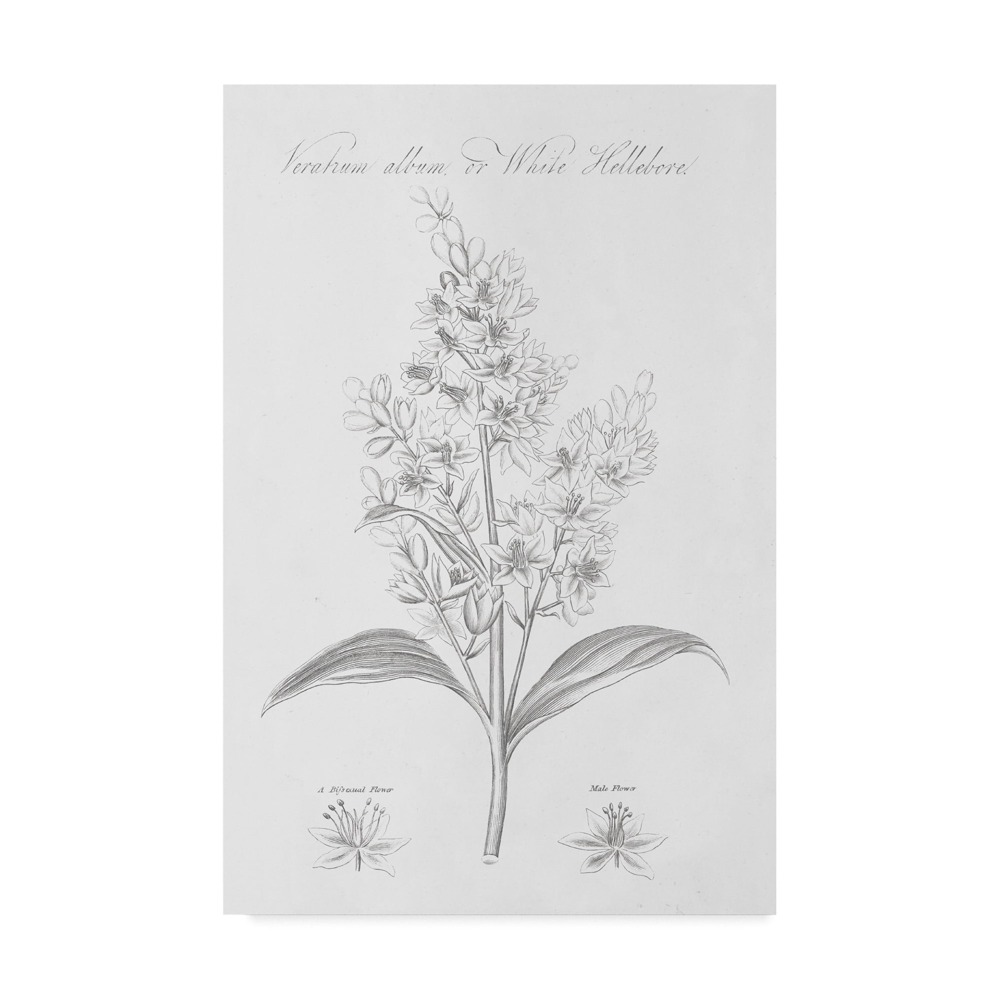 Trademark Fine Art 'Botany Book XI' Canvas Art by Wild Apple Portfolio