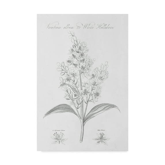 Trademark Fine Art 'Botany Book XI' Canvas Art by Wild Apple Portfolio