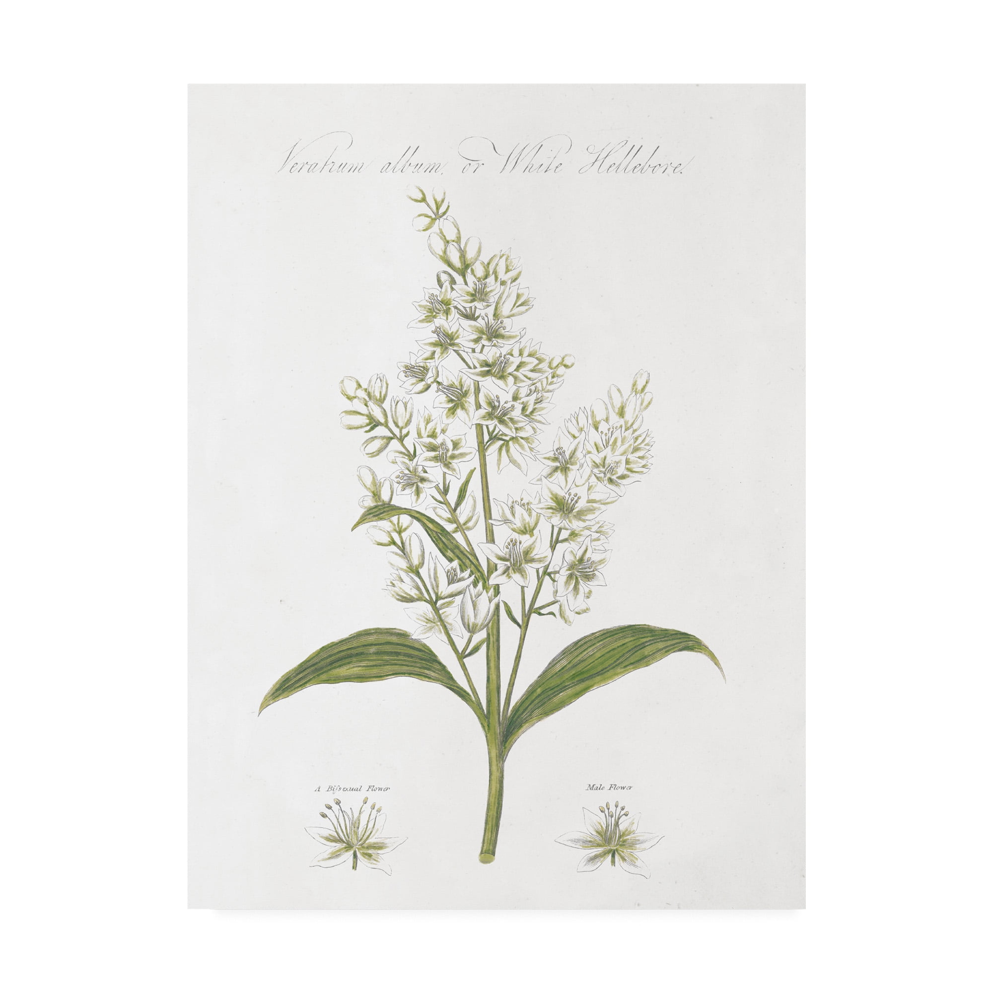 Trademark Fine Art 'Botany Book XI White Green' Canvas Art by Wild Apple Portfolio