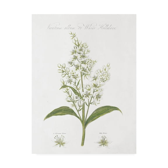 Trademark Fine Art 'Botany Book XI White Green' Canvas Art by Wild Apple Portfolio