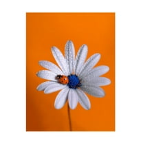 Trademark Fine Art Boutaiba Naoui Ladybug Canvas Wall Art