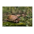 thumbnail image 1 of Trademark Fine Art "Box Turtle" Canvas Art by Jason Shaffer, 1 of 3