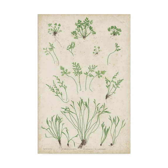 Trademark Fine Art 'Bradbury Ferns I' Canvas Art by Bradbury
