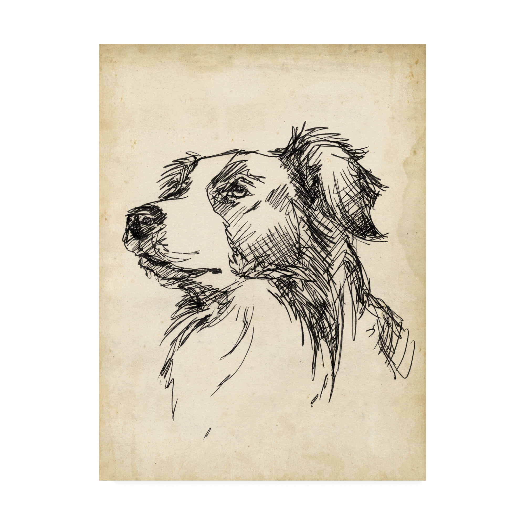 Trademark Fine Art 'Breed Studies IX' Canvas Art by Ethan Harper