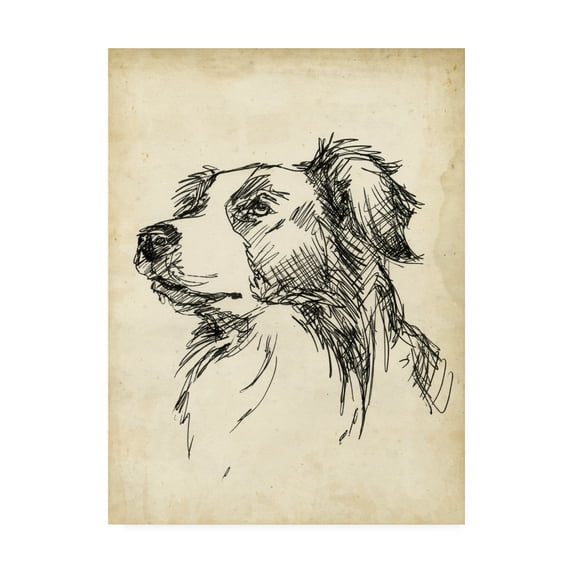 Trademark Fine Art 'Breed Studies IX' Canvas Art by Ethan Harper