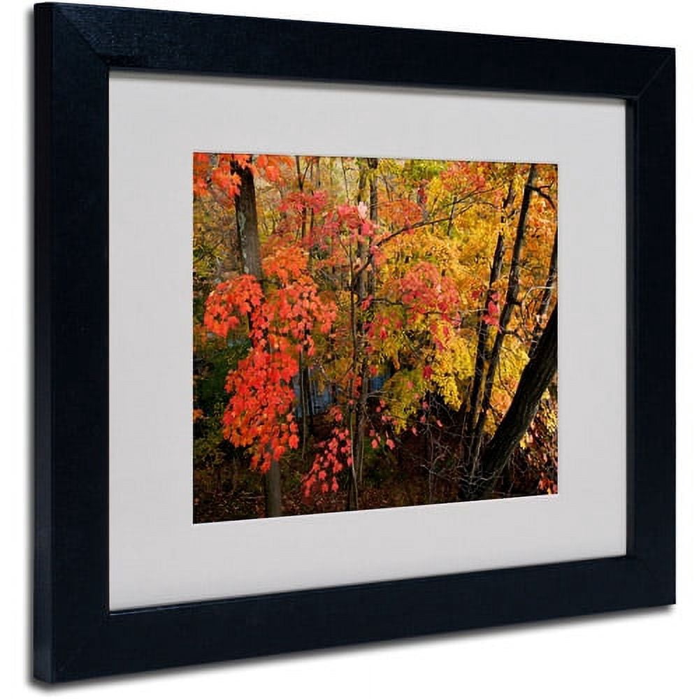 Trademark Fine Art "Brilliant Autumn Forest" Canvas Art by Kurt Shaffer, Black Frame