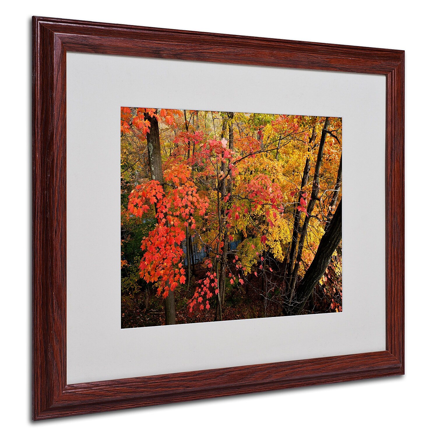 Trademark Fine Art "Brilliant Autumn Forest" Canvas Art by Kurt Shaffer, Wood Frame
