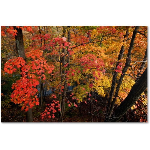 Trademark Fine Art "Brilliant Autumn Forest" Canvas Art by Kurt Shaffer