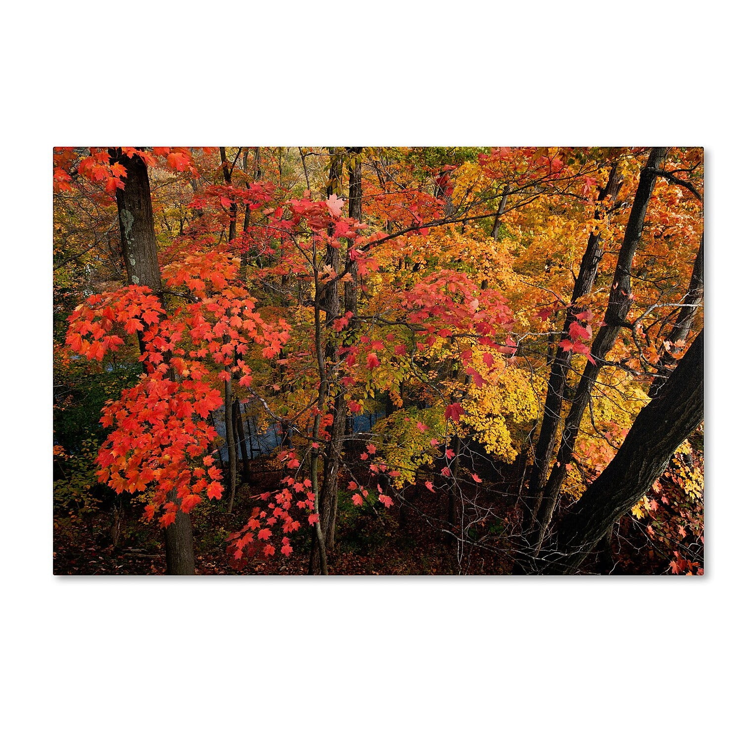Trademark Fine Art "Brilliant Autumn Forest" Canvas Art by Kurt Shaffer