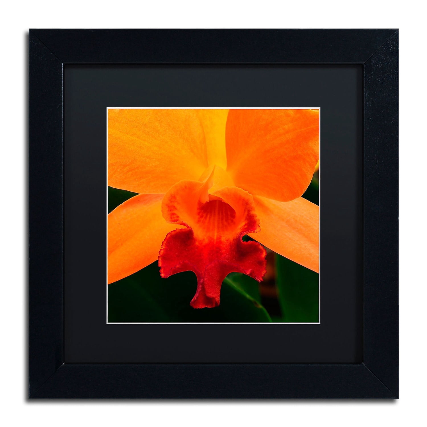 Trademark Fine Art "Brilliant Orchid on Fire" Canvas Art by Kurt Shaffer Black Matte, Black Frame