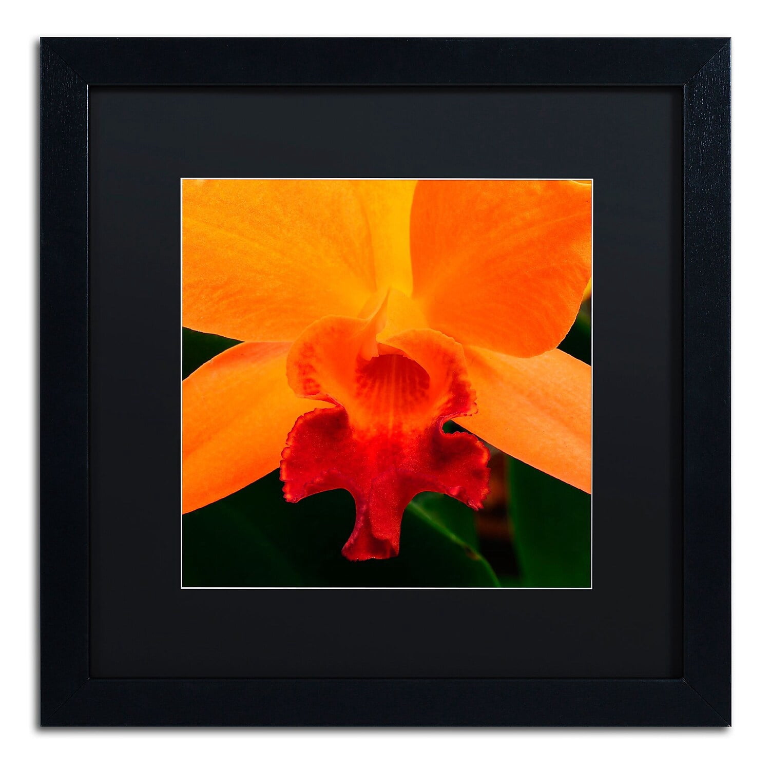 Trademark Fine Art "Brilliant Orchid on Fire" Canvas Art by Kurt Shaffer Black Matte, Black Frame
