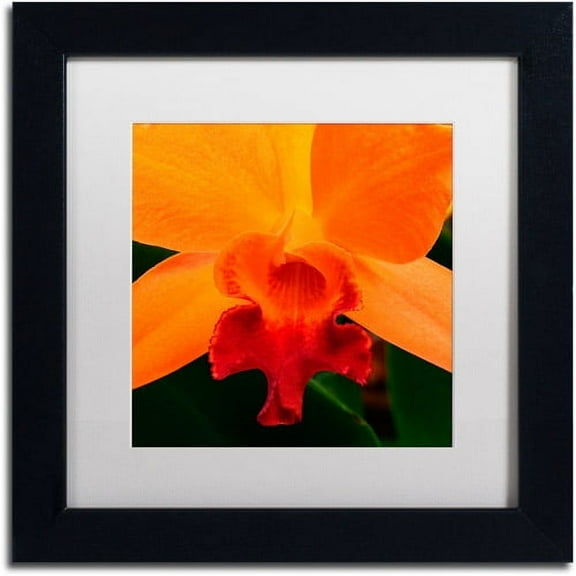 Trademark Fine Art "Brilliant Orchid on Fire" Canvas Art by Kurt Shaffer White Matte, Black Frame