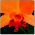 thumbnail image 1 of Trademark Fine Art "Brilliant Orchid on Fire" Canvas Art by Kurt Shaffer, 1 of 3