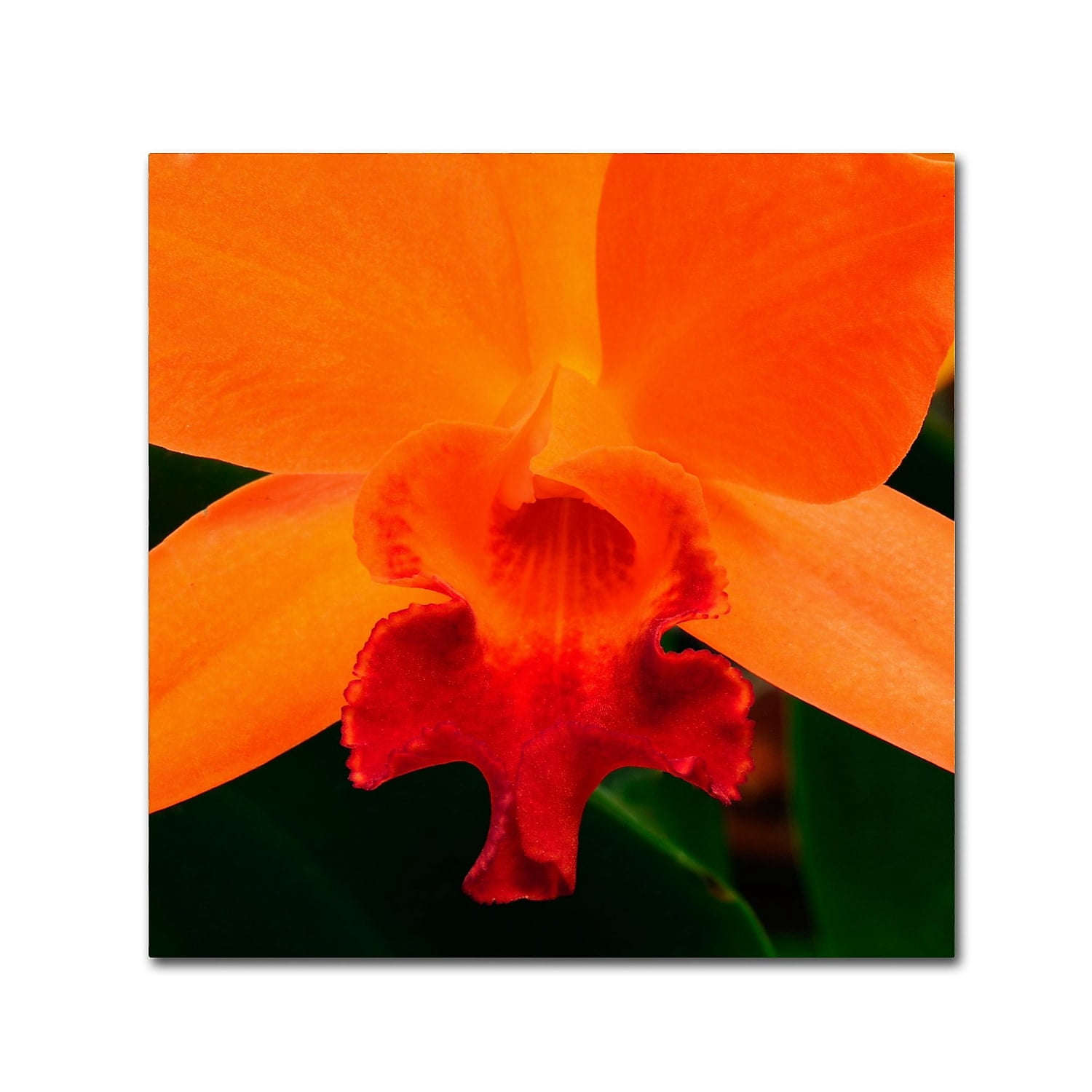 Trademark Fine Art "Brilliant Orchid on Fire" Canvas Art by Kurt Shaffer
