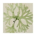 thumbnail image 1 of Trademark Fine Art 'Brilliant Seaweed III' Canvas Art by Vision Studio, 1 of 4