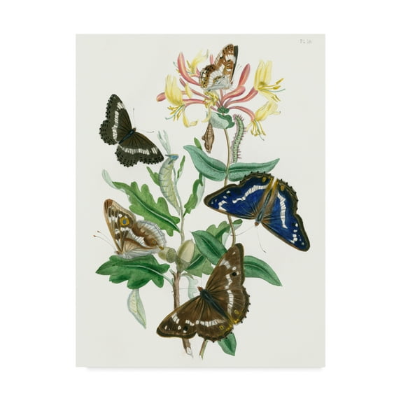 Trademark Fine Art 'British Butterflies I' Canvas Art by Unknown