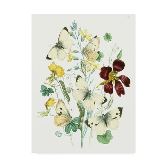 Trademark Fine Art 'British Butterflies IV' Canvas Art by Unknown