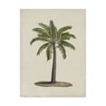 thumbnail image 1 of Trademark Fine Art 'British Palms I' Canvas Art by Naomi McCavitt, 1 of 4