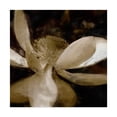 thumbnail image 1 of Trademark Fine Art 'Bronze Lily VI' Canvas Art by Noah Bay, 1 of 4