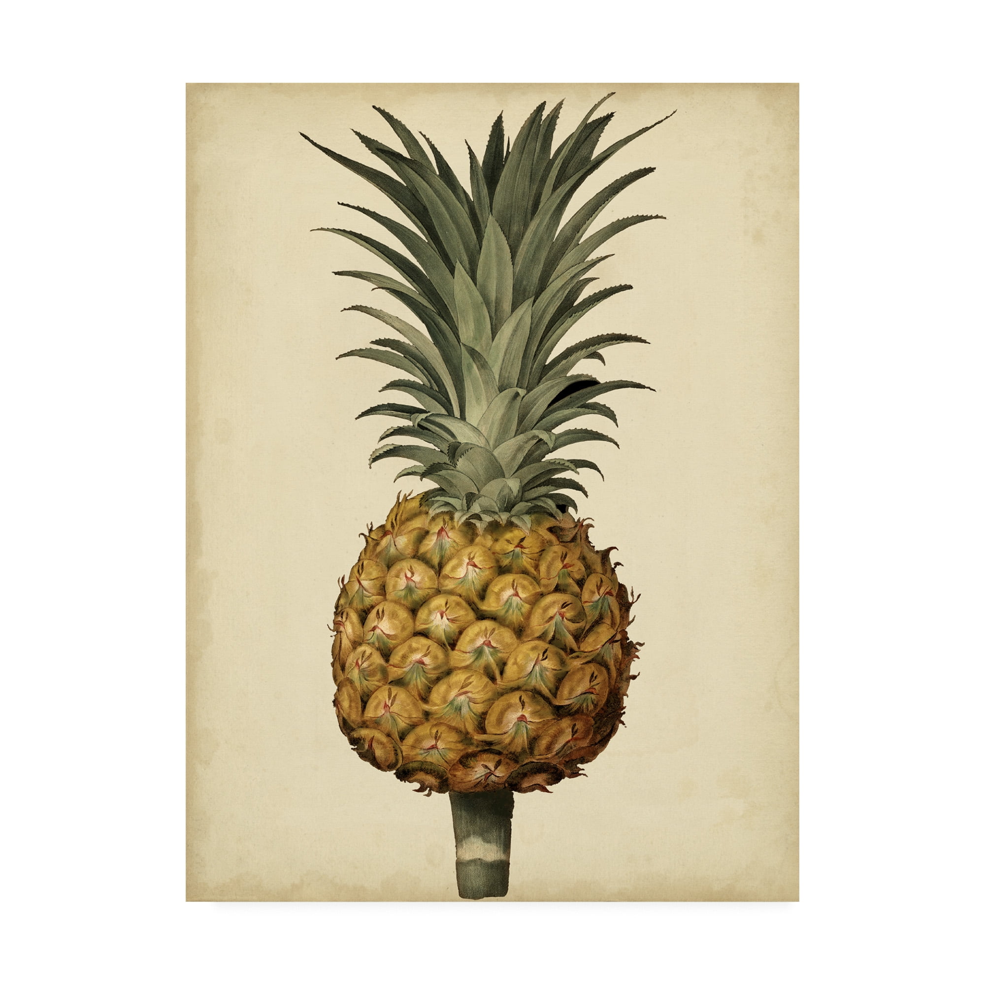 Antique Pineapple Beige Canvas Art, 14 x 19 inches