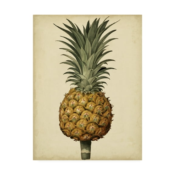 Trademark Fine Art 'Brookshaw Antique Pineapple II' Canvas Art by George Brookshaw