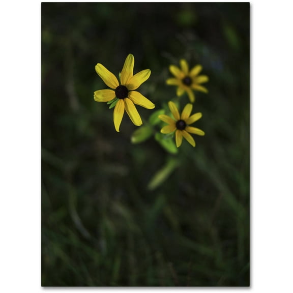 Trademark Fine Art "Brown-Eyed Sn" Canvas Art by Kurt Shaffer