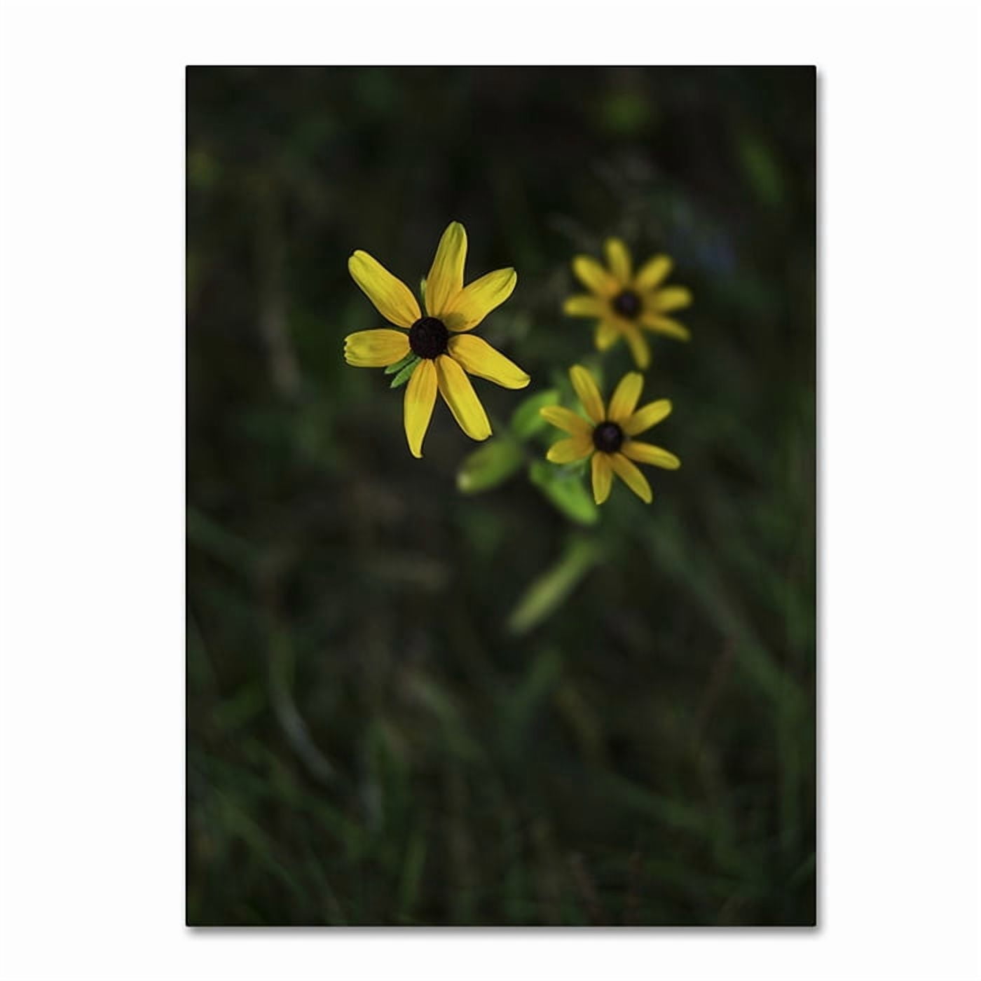 Trademark Fine Art "Brown-Eyed Sn" Canvas Art by Kurt Shaffer