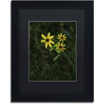 Trademark Fine Art "Brown-Eyed Susan" Canvas Art by Kurt Shaffer, Black Matte, Black Frame