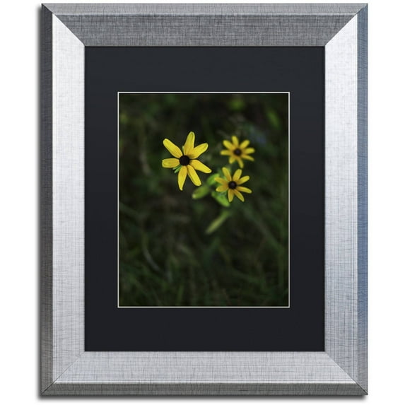 Trademark Fine Art "Brown-Eyed Susan" Canvas Art by Kurt Shaffer, Black Matte, Silver Frame