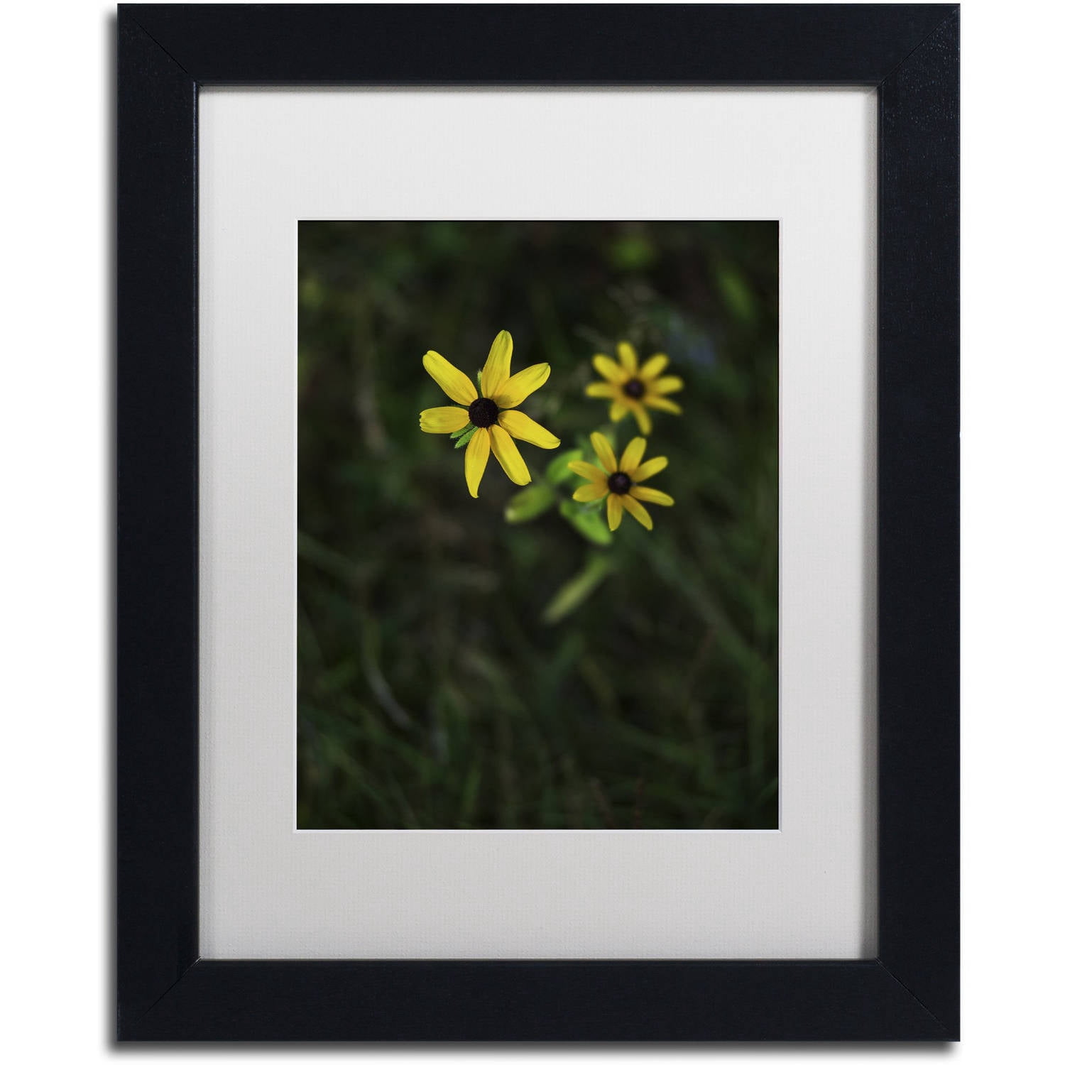 Trademark Fine Art "Brown-Eyed Susan" Canvas Art by Kurt Shaffer, White Matte, Black Frame