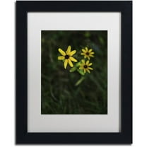 Trademark Fine Art "Brown-Eyed Susan" Canvas Art by Kurt Shaffer, White Matte, Black Frame