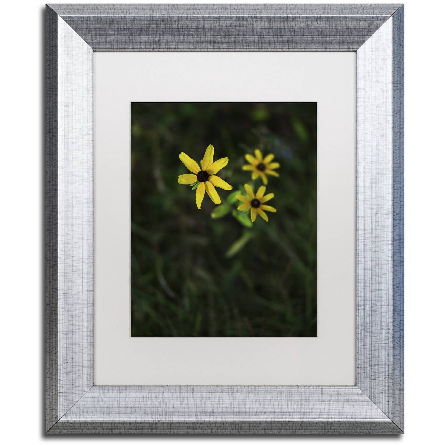 Trademark Fine Art "Brown-Eyed Susan" Canvas Art by Kurt Shaffer, White Matte, Silver Frame