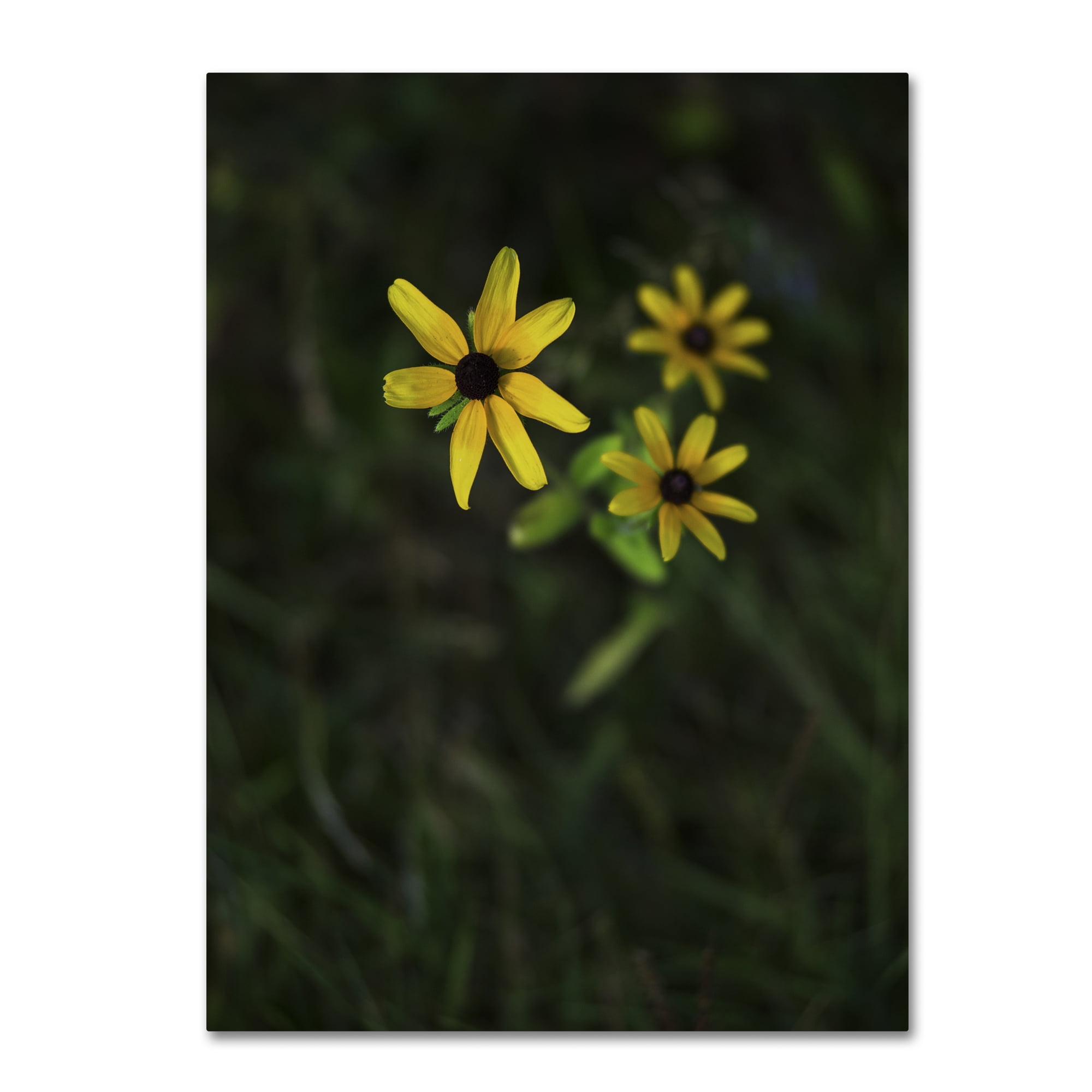 Trademark Fine Art "Brown-Eyed Susan" Canvas Art by Kurt Shaffer