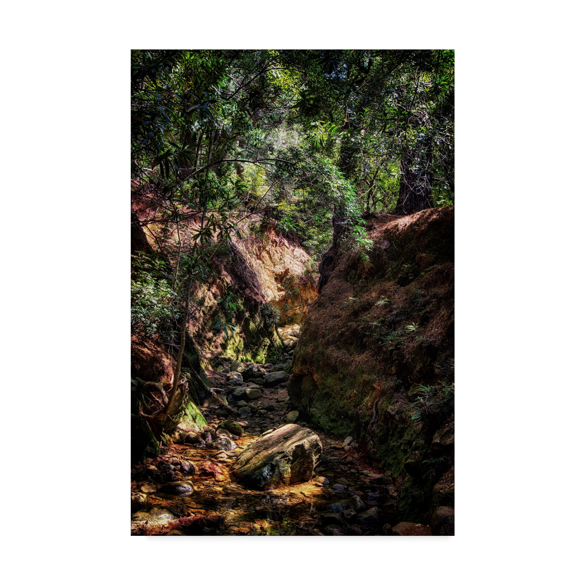 Trademark Fine Art 'Brush Forest Path' Canvas Art by Pixie Pics