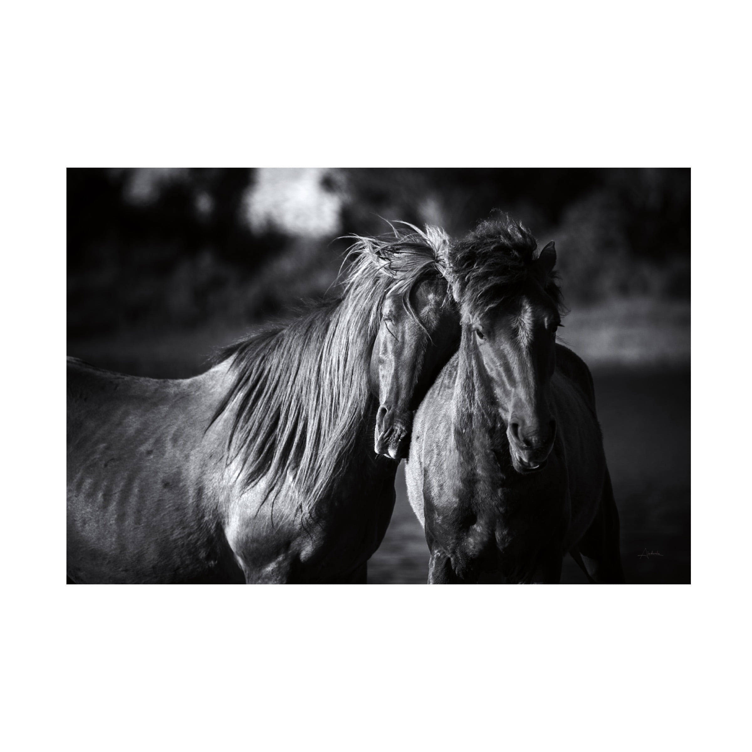Trademark Fine Art 'Buddies Horse' Canvas Art by Aledanda