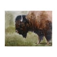 thumbnail image 1 of Trademark Fine Art 'Buffalo' Canvas Art by Rusty Frentner, 1 of 3